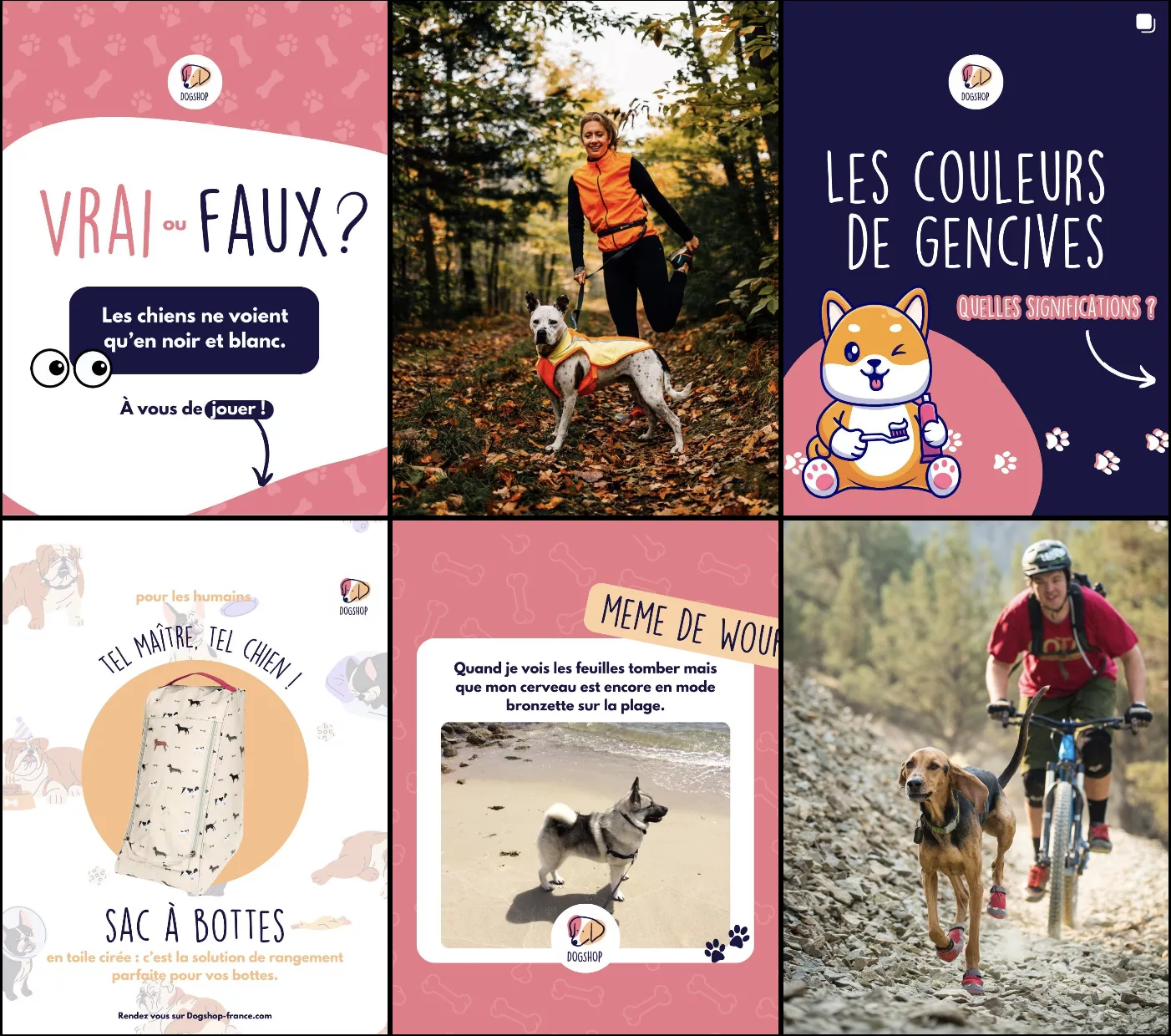 Création de feed Instagram Dogshop - Community Management